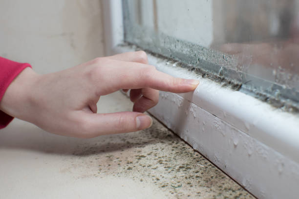 Mold Remediation for Vacation Homes in West Chatham, MA